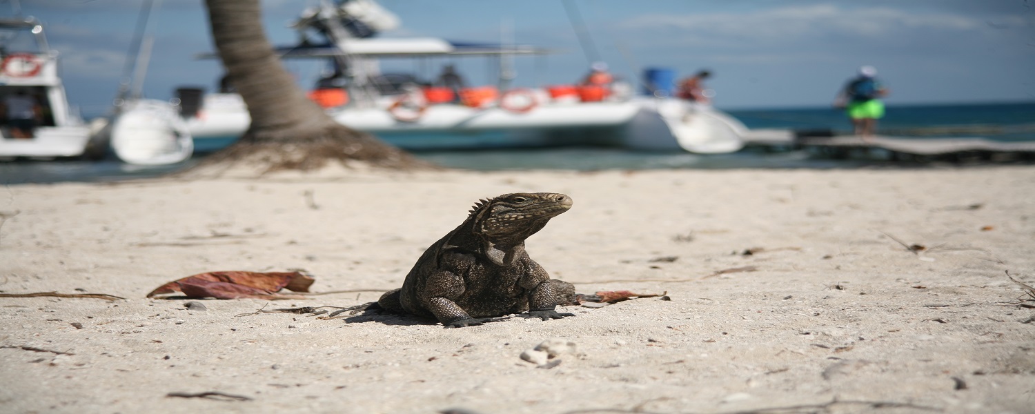 Imagen_Seafary im Katamaran zu Cayo Leguanen