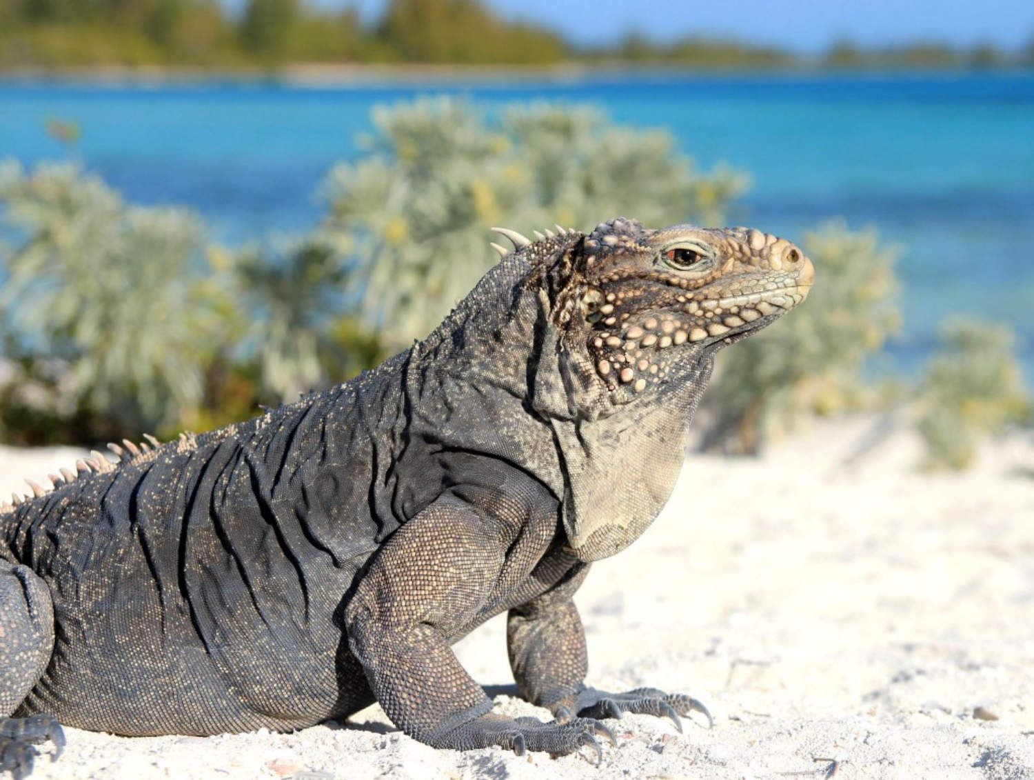Imagen_Refugio de fauna